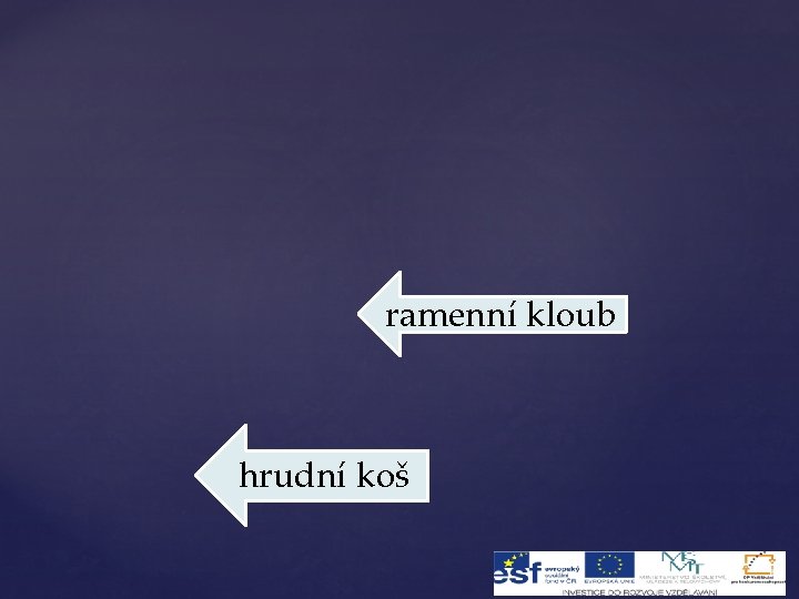 ramenní kloub hrudní koš 