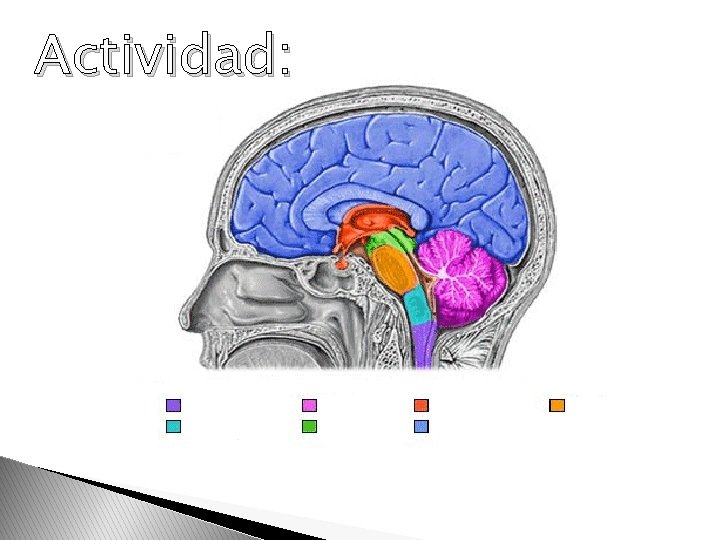 Actividad: Actividad: