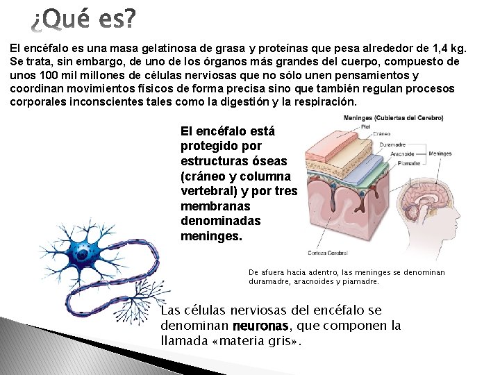 El encéfalo es una masa gelatinosa de grasa y proteínas que pesa alrededor de El encéfalo es una masa gelatinosa de grasa y proteínas que pesa alrededor de