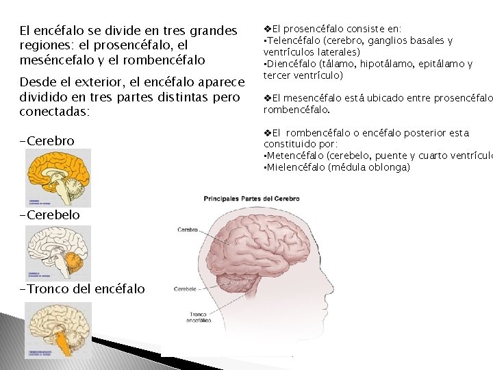 El encéfalo se divide en tres grandes regiones: el prosencéfalo, el meséncefalo y el El encéfalo se divide en tres grandes regiones: el prosencéfalo, el meséncefalo y el