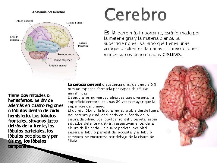 Es la parte más importante, está formado por la materia gris y la materia Es la parte más importante, está formado por la materia gris y la materia