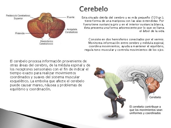 Esta situado detrás del cerebro y es más pequeño (120 gr. ); tiene forma Esta situado detrás del cerebro y es más pequeño (120 gr. ); tiene forma