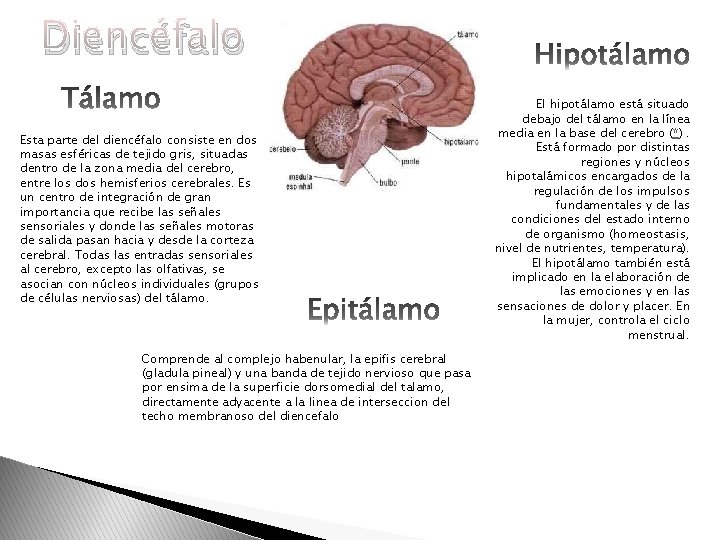 Diencéfalo Esta parte del diencéfalo consiste en dos masas esféricas de tejido gris, situadas Diencéfalo Esta parte del diencéfalo consiste en dos masas esféricas de tejido gris, situadas