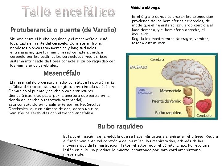 Tallo encefálico Situada entre el bulbo raquídeo y el mesencéfalo, está localizada enfrente del Tallo encefálico Situada entre el bulbo raquídeo y el mesencéfalo, está localizada enfrente del