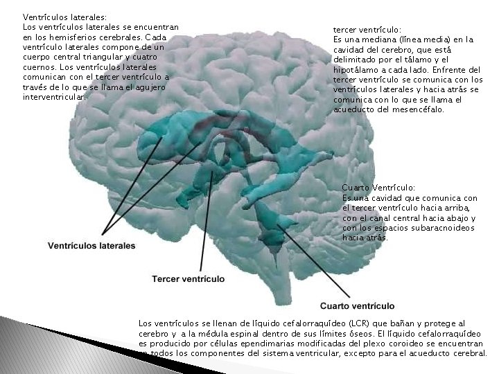 Ventrículos laterales: Los ventrículos laterales se encuentran en los hemisferios cerebrales. Cada ventrículo laterales Ventrículos laterales: Los ventrículos laterales se encuentran en los hemisferios cerebrales. Cada ventrículo laterales