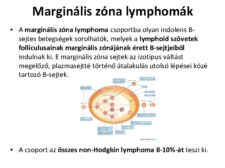 Marginális zóna lymphomák • A marginális zóna lymphoma csoportba olyan indolens Bsejtes betegségek sorolhatók,
