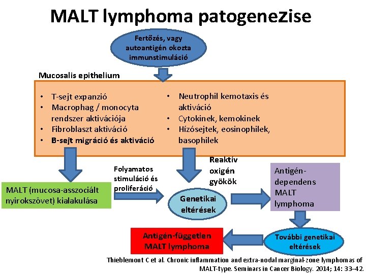 MALT lymphoma patogenezise Fertőzés, vagy autoantigén okozta immunstimuláció Mucosalis epithelium • T-sejt expanzió •