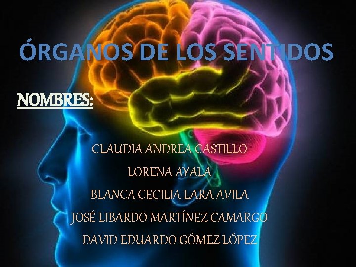 ÓRGANOS DE LOS SENTIDOS NOMBRES: CLAUDIA ANDREA CASTILLO LORENA AYALA BLANCA CECILIA LARA AVILA