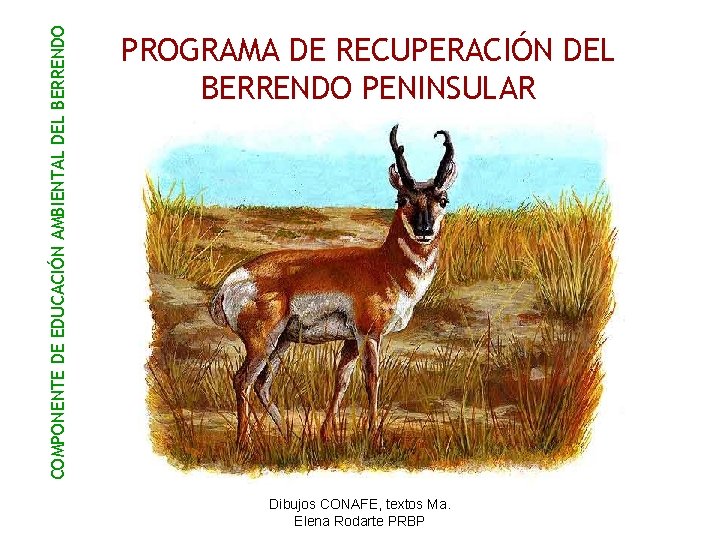 COMPONENTE DE EDUCACIÓN AMBIENTAL DEL BERRENDO PROGRAMA DE RECUPERACIÓN DEL BERRENDO PENINSULAR Dibujos CONAFE,