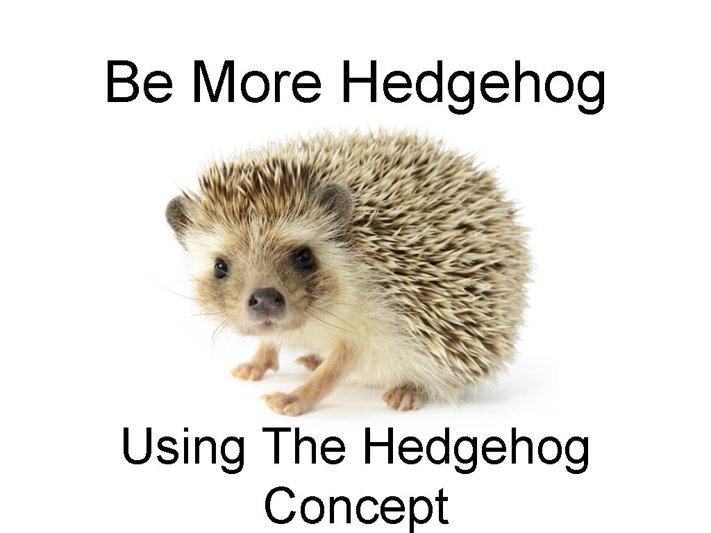 Be More Hedgehog Using The Hedgehog Concept 