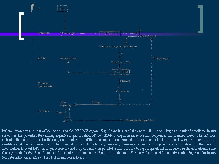 Inflammation causing loss of homeostasis of the RES/MV organ. Significant injury of the endothelium