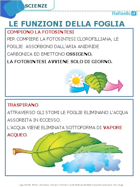 SCIENZE LE FUNZIONI DELLA FOGLIA COMPIONO LA FOTOSINTESI PER COMPIERE LA FOTOSINTESI CLOROFILLIANA, LE