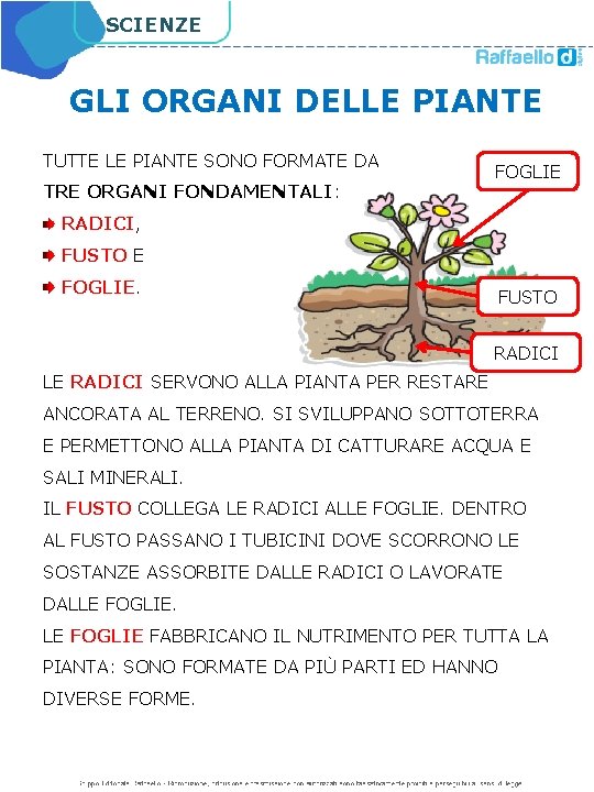 SCIENZE GLI ORGANI DELLE PIANTE TUTTE LE PIANTE SONO FORMATE DA TRE ORGANI FONDAMENTALI: