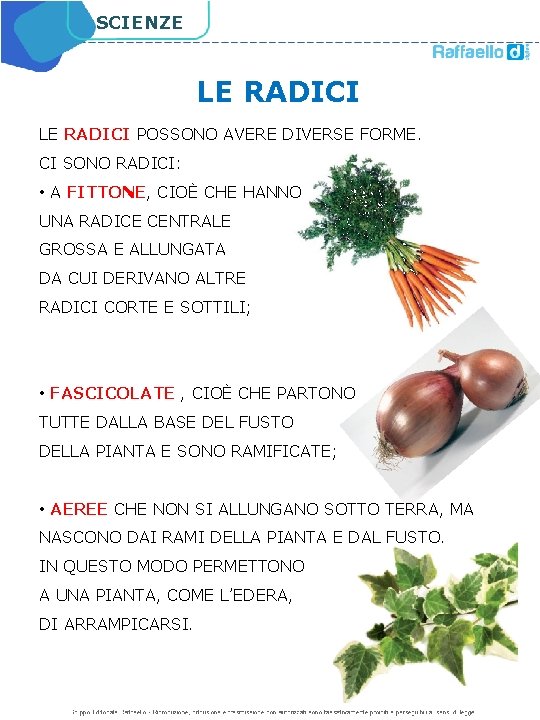 SCIENZE LE RADICI POSSONO AVERE DIVERSE FORME. CI SONO RADICI: • A FITTONE, CIOÈ