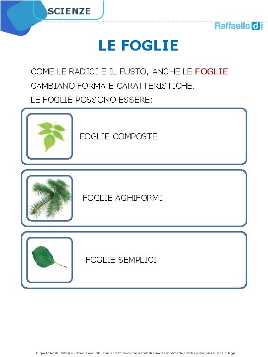 SCIENZE LE FOGLIE COME LE RADICI E IL FUSTO, ANCHE LE FOGLIE CAMBIANO FORMA