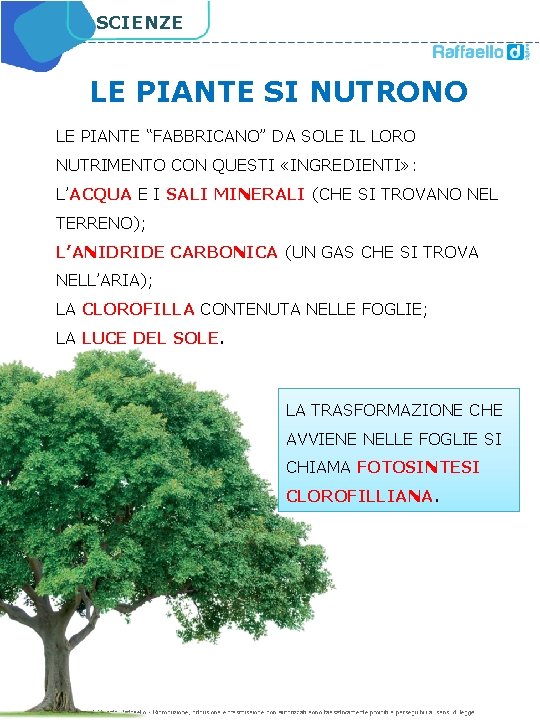 SCIENZE LE PIANTE SI NUTRONO LE PIANTE “FABBRICANO” DA SOLE IL LORO NUTRIMENTO CON