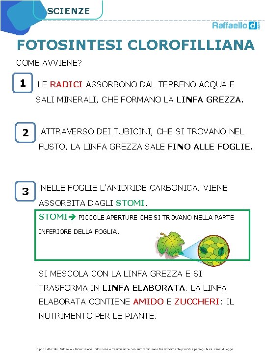 SCIENZE FOTOSINTESI CLOROFILLIANA COME AVVIENE? 1 LE RADICI ASSORBONO DAL TERRENO ACQUA E SALI