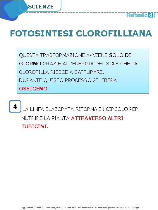 SCIENZE FOTOSINTESI CLOROFILLIANA QUESTA TRASFORMAZIONE AVVIENE SOLO DI GIORNO GRAZIE ALL’ENERGIA DEL SOLE CHE