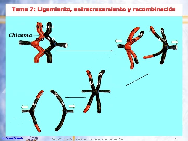 Tema 7: Ligamiento, entrecruzamiento y recombinación Dr. Antonio Barbadilla Tema 7: Ligamiento, entrecruzamiento y