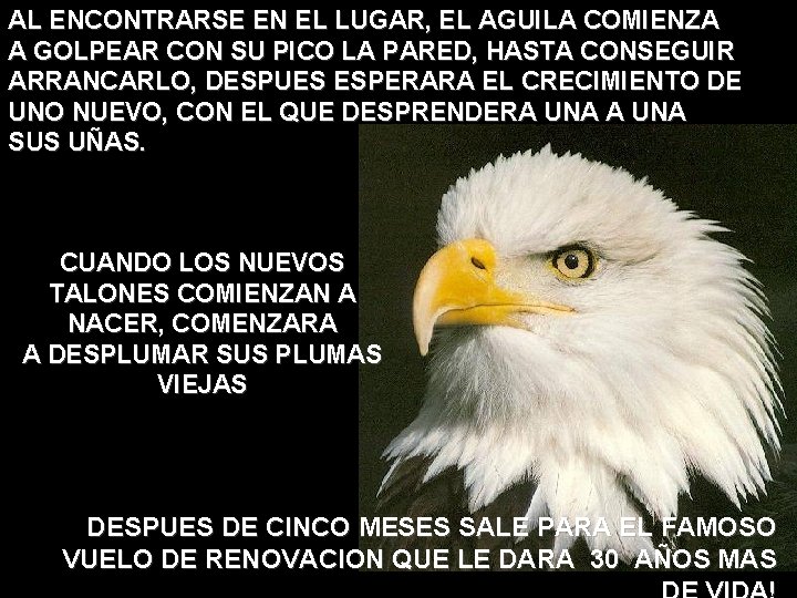 AL ENCONTRARSE EN EL LUGAR, EL AGUILA COMIENZA A GOLPEAR CON SU PICO LA