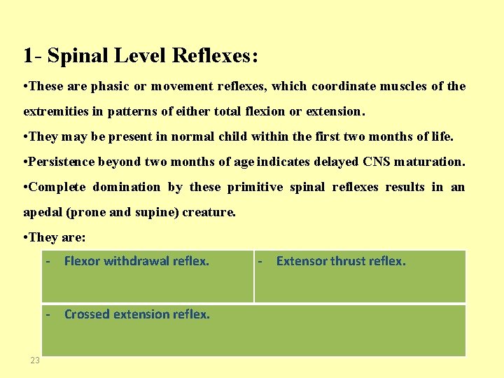1 - Spinal Level Reflexes: • These are phasic or movement reflexes, which coordinate