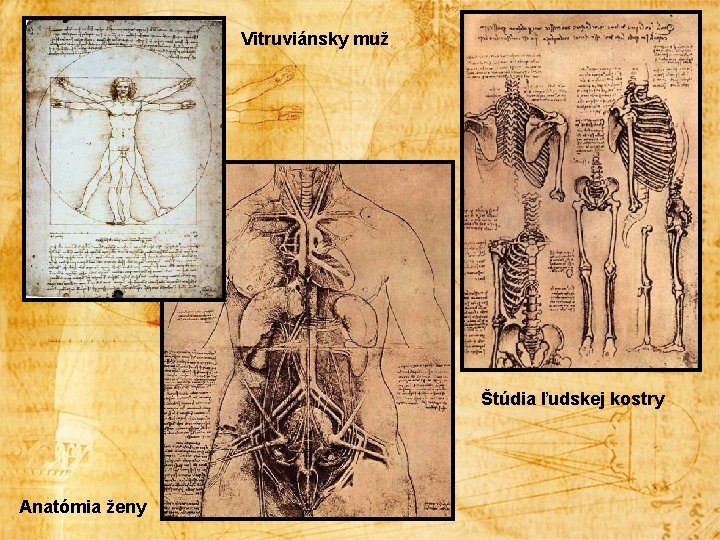 Vitruviánsky muž Štúdia ľudskej kostry Anatómia ženy 