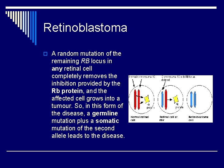 Retinoblastoma o A random mutation of the remaining RB locus in any retinal cell