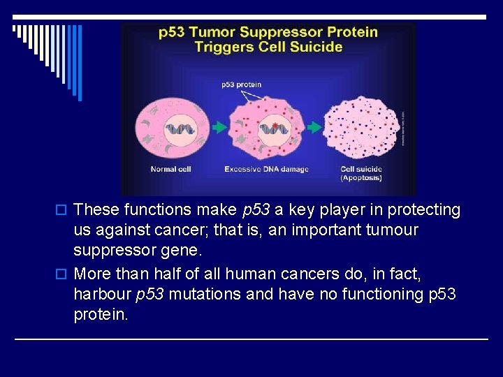 o These functions make p 53 a key player in protecting us against cancer;