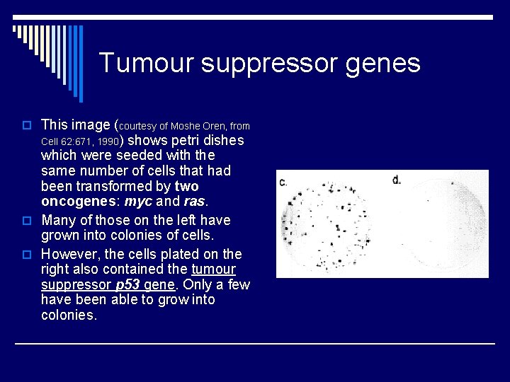 Tumour suppressor genes o This image (courtesy of Moshe Oren, from Cell 62: 671,