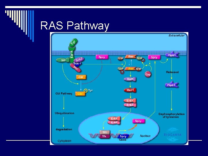 RAS Pathway 