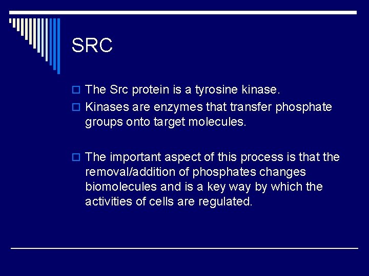 SRC o The Src protein is a tyrosine kinase. o Kinases are enzymes that SRC o The Src protein is a tyrosine kinase. o Kinases are enzymes that