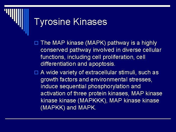 Tyrosine Kinases o The MAP kinase (MAPK) pathway is a highly conserved pathway involved