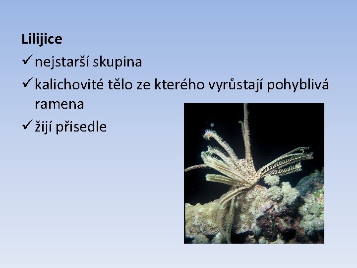 Lilijice ü nejstarší skupina ü kalichovité tělo ze kterého vyrůstají pohyblivá ramena ü žijí