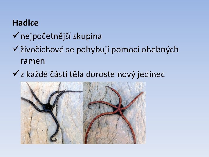 Hadice ü nejpočetnější skupina ü živočichové se pohybují pomocí ohebných ramen ü z každé