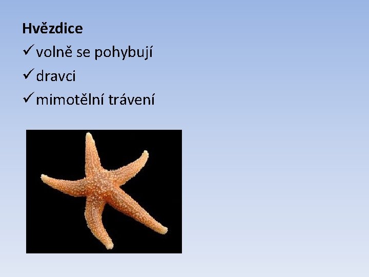 Hvězdice ü volně se pohybují ü dravci ü mimotělní trávení 