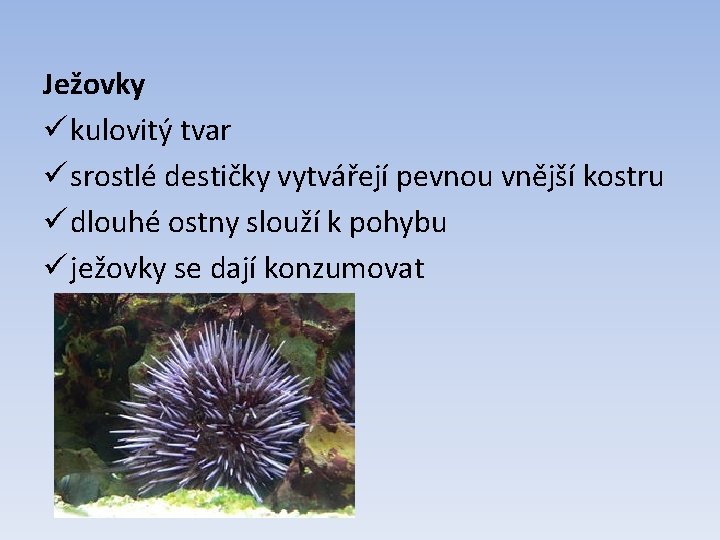 Ježovky ü kulovitý tvar ü srostlé destičky vytvářejí pevnou vnější kostru ü dlouhé ostny