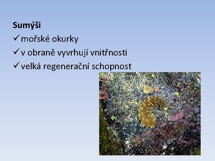 Sumýši ü mořské okurky ü v obraně vyvrhují vnitřnosti ü velká regenerační schopnost 
