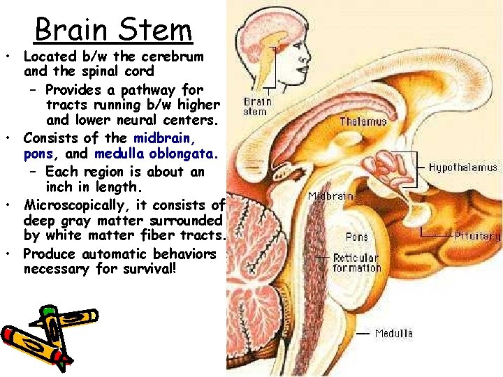 Brain Stem • Located b/w the cerebrum and the spinal cord – Provides a