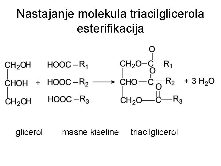 Nastajanje molekula triacilglicerola esterifikacija glicerol masne kiseline triacilglicerol 