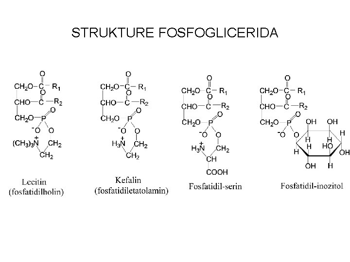 STRUKTURE FOSFOGLICERIDA 