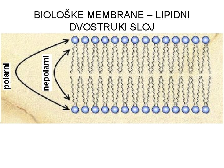 BIOLOŠKE MEMBRANE – LIPIDNI DVOSTRUKI SLOJ 