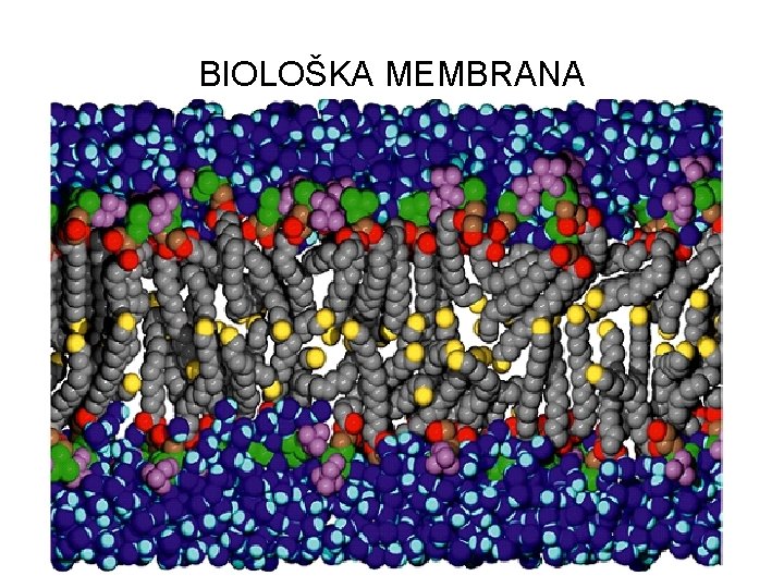 BIOLOŠKA MEMBRANA 