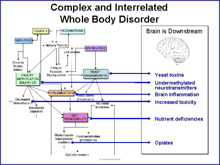 Complex and Interrelated Whole Body Disorder Brain is Downstream Yeast toxins Undermethylated neurotransmitters Brain