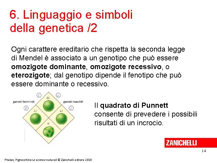 6. Linguaggio e simboli della genetica /2 Ogni carattere ereditario che rispetta la seconda