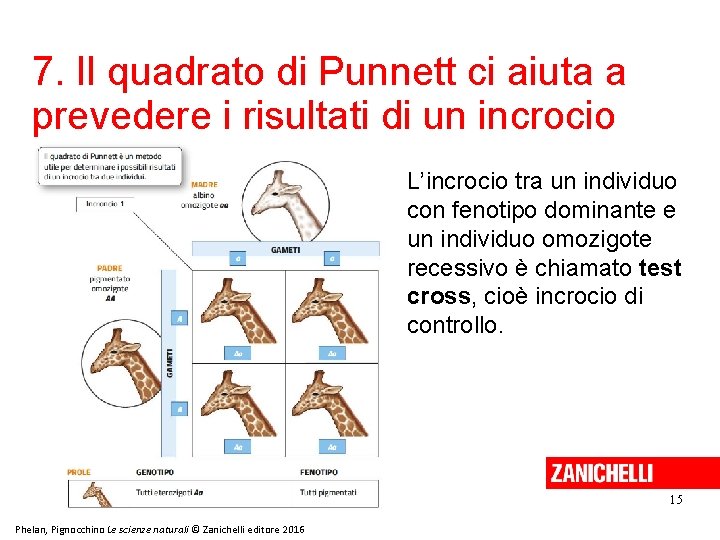 7. Il quadrato di Punnett ci aiuta a prevedere i risultati di un incrocio