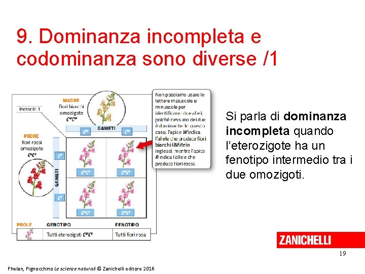 9. Dominanza incompleta e codominanza sono diverse /1 Si parla di dominanza incompleta quando