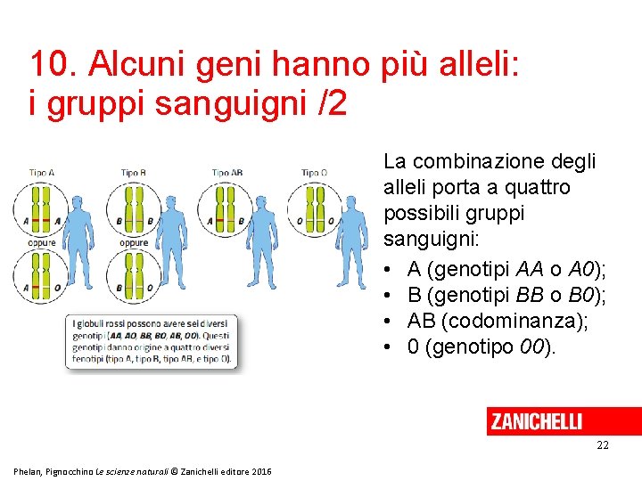 10. Alcuni geni hanno più alleli: i gruppi sanguigni /2 La combinazione degli alleli