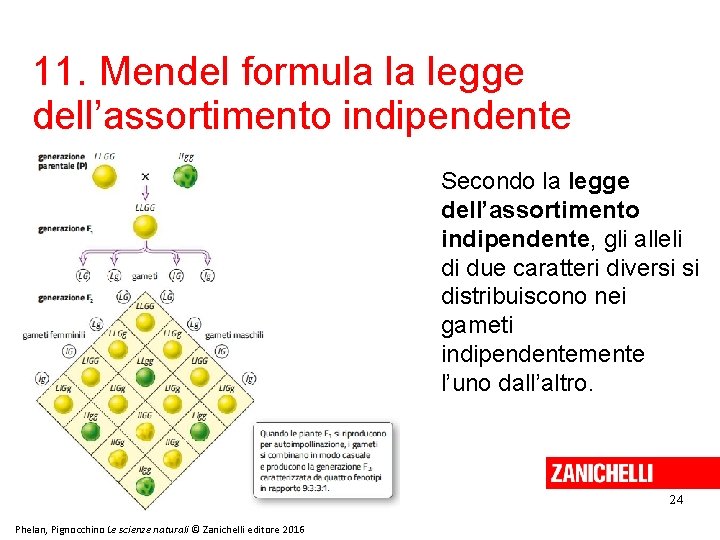 11. Mendel formula la legge dell’assortimento indipendente Secondo la legge dell’assortimento indipendente, gli alleli