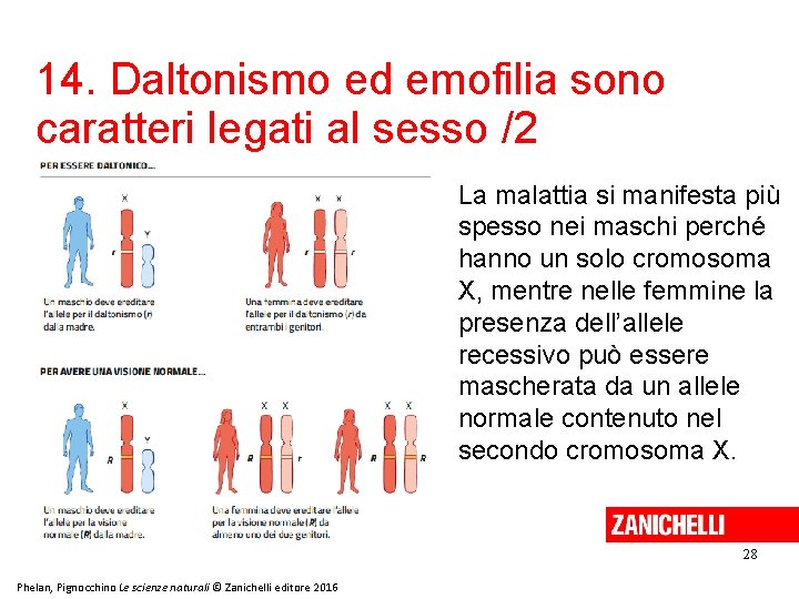 14. Daltonismo ed emofilia sono caratteri legati al sesso /2 La malattia si manifesta