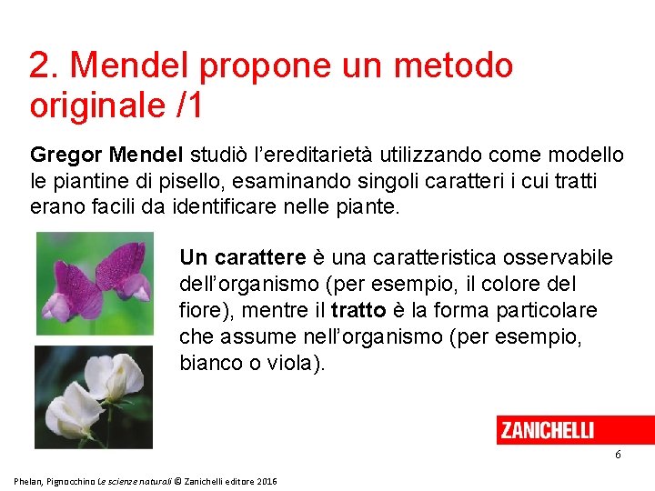 2. Mendel propone un metodo originale /1 Gregor Mendel studiò l’ereditarietà utilizzando come modello